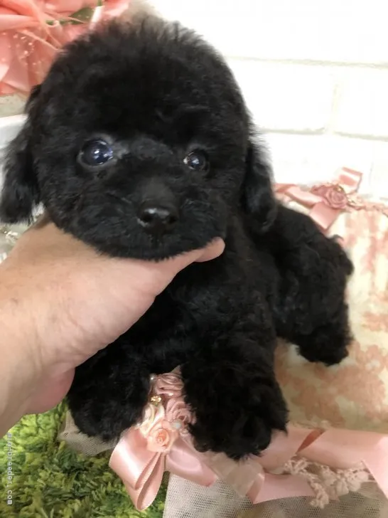 ID：2001-00064の子犬