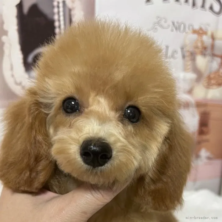 ID：2309-02769の子犬