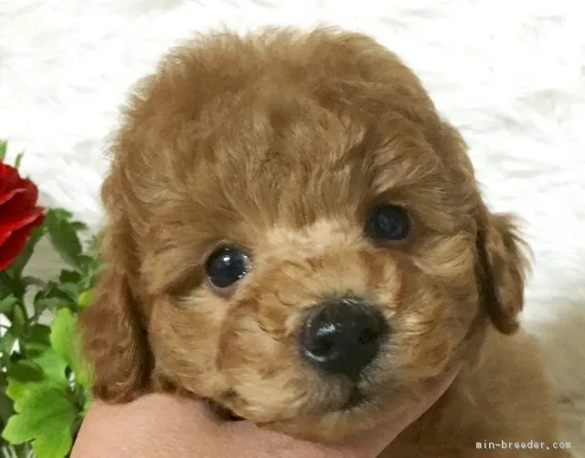 むくパパ 様のお迎えした子犬