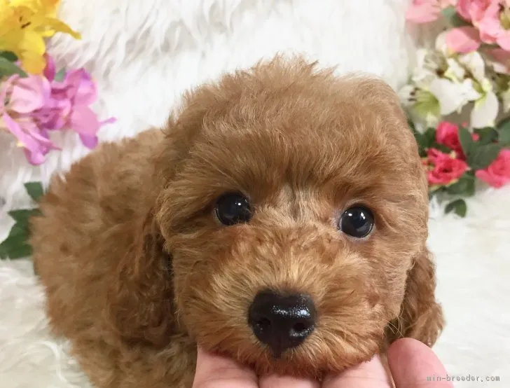 あずママ 様のお迎えした子犬