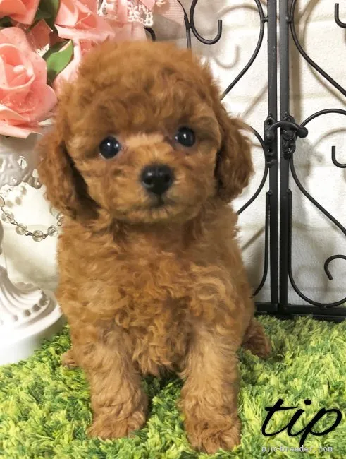 ID：1910-02066の子犬