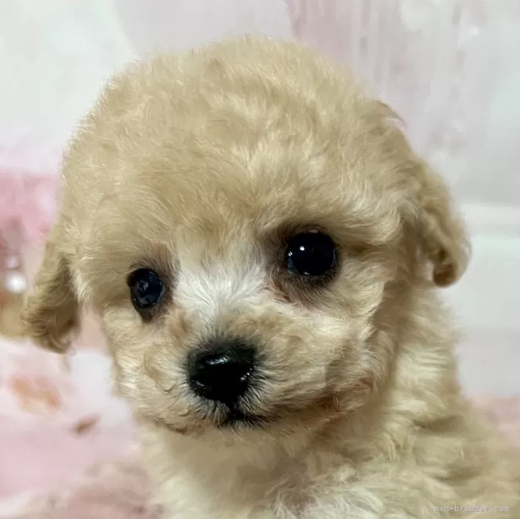 ID:2401-04049の子犬