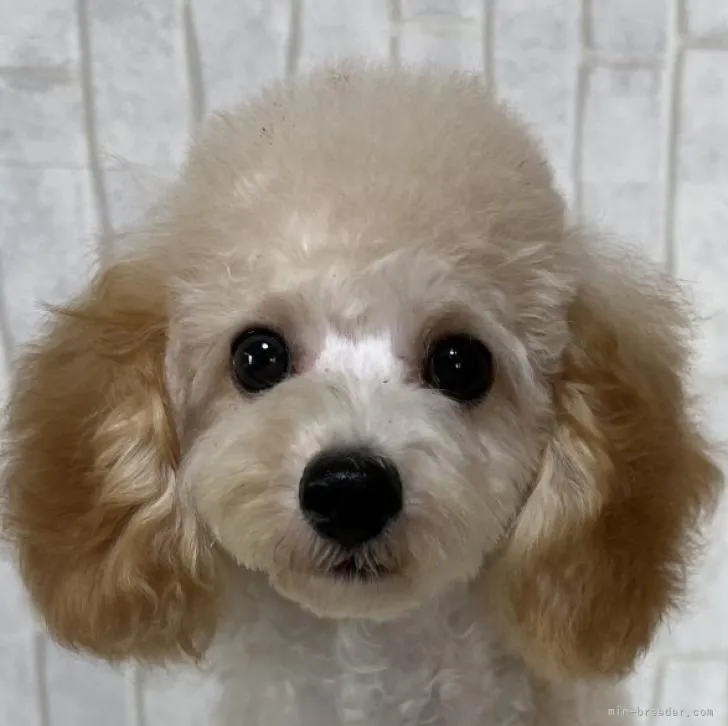 ID:2206-00971の子犬