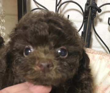 トイプードル(ティーカップ)【岡山県・男の子・2019年7月23日・ブラウン】の写真「斜視っぽいので激安です」