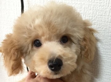 トイプードル(トイ)【岡山県・男の子・2016年5月5日・クリーム】の写真「全て込みのお値段です」