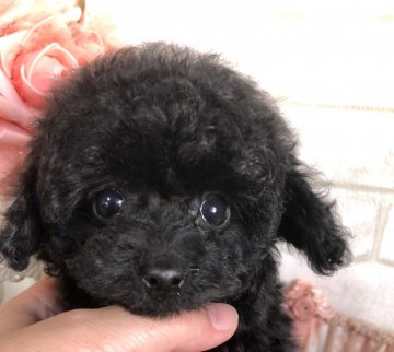 トイプードル(ティーカップ)【岡山県・女の子・2020年1月21日・ブラック】の写真「マズル短くお目々クリクリ」