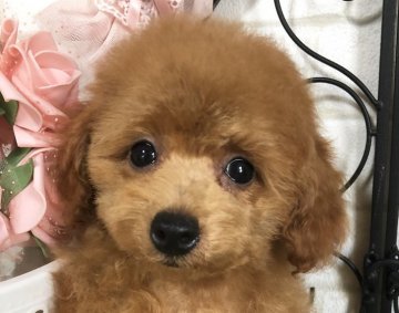 トイプードル(タイニー)【岡山県・男の子・2019年6月5日・レッド】の写真「性格良の男の子」