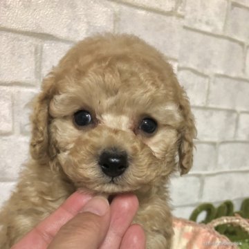 トイプードル(タイニー)【岡山県・男の子・2019年11月5日・アプリコット】の写真「お鼻も手足も短いです」