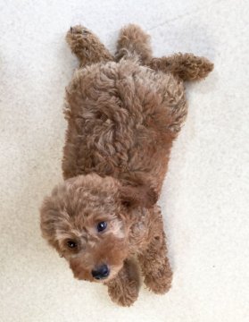 トイプードル(トイ)【岡山県・女の子・2016年4月30日・レッド】の写真「全て込みのお値段です」