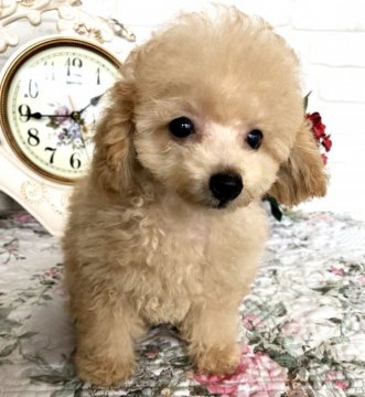 トイプードル(ティーカップ)【岡山県・男の子・2020年4月15日・アプリコット】の写真「目がクリクリでマズルも短い子」