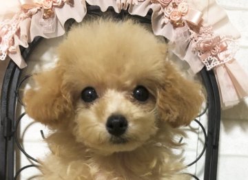 トイプードル(ティーカップ)【岡山県・女の子・2019年6月1日・アプリコット】の写真「マイクロ～ティー小さめ予想」