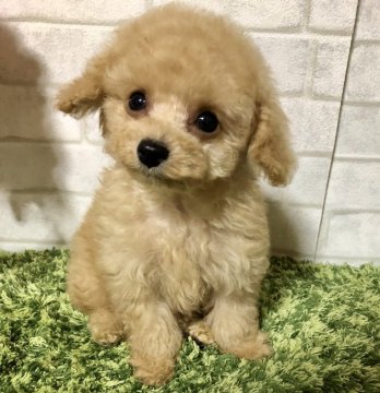 トイプードル(タイニー)【岡山県・男の子・2019年12月31日・アプリ コット】の写真「足の短いドワーフ君」