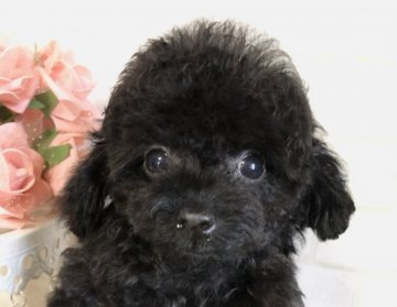 トイプードル(ティーカップ)【岡山県・男の子・2020年1月21日・ブラック】の写真「美男子〜♪」