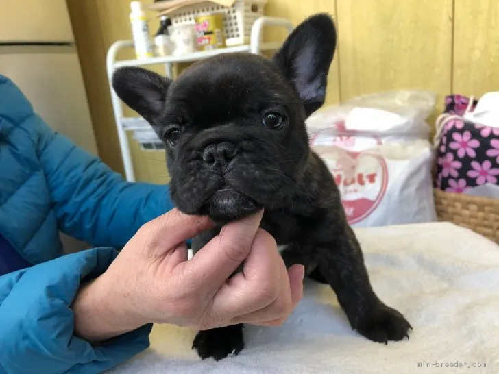 愛海 様のお迎えした子犬