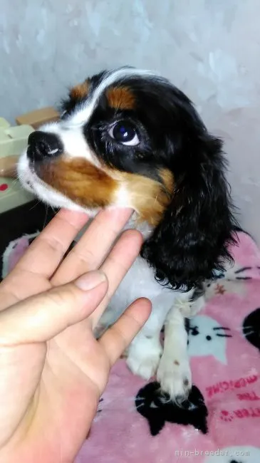 ビートル 様のお迎えした子犬