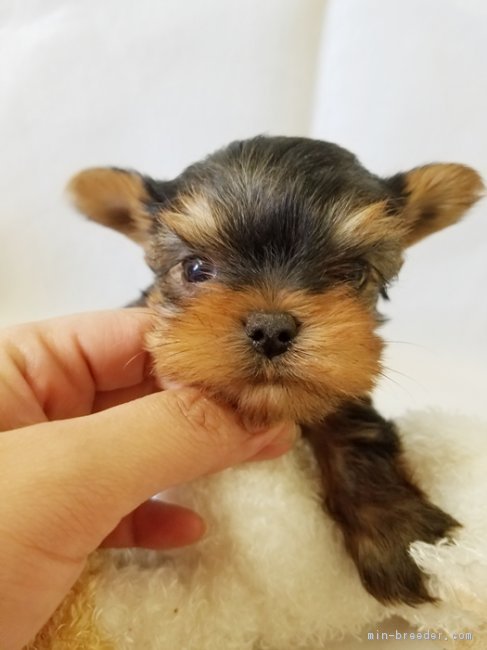 ID:1701-00589の子犬