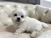 マルチーズ【香川県・男の子・2025年10月8日・ホワイト】の写真10