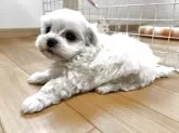 マルチーズ【香川県・男の子・2025年10月8日・ホワイト】の写真11