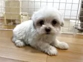 マルチーズ【香川県・女の子・2025年10月10日・ホワイト】の写真12