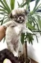 チワワ(ロング)【香川県・男の子・2025年5月6日・レッド】の写真14