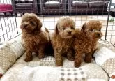 タイニープードル【香川県・女の子・2025年4月10日・レッド】の写真15「兄弟の写真です右の子です」