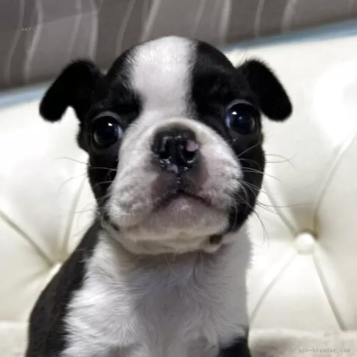 H.T 様のお迎えした子犬