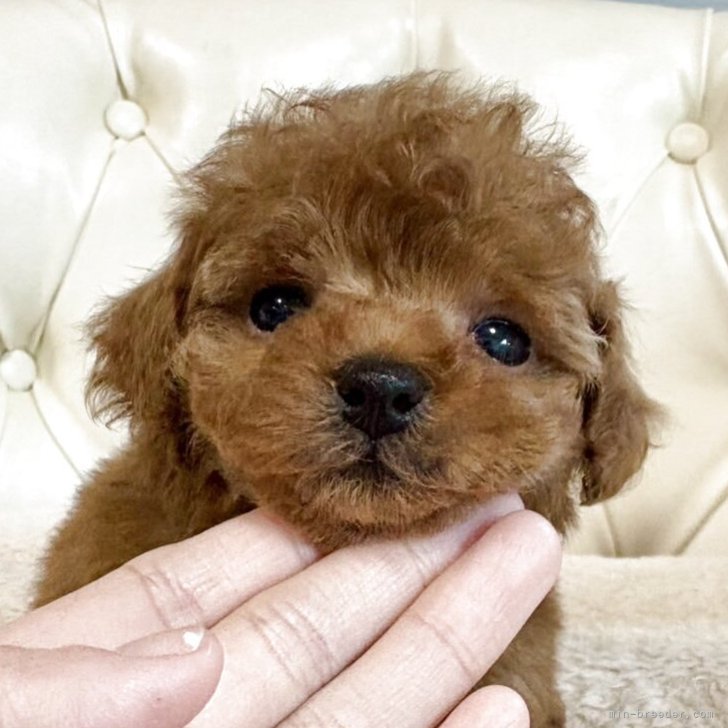 ブリーダー画像