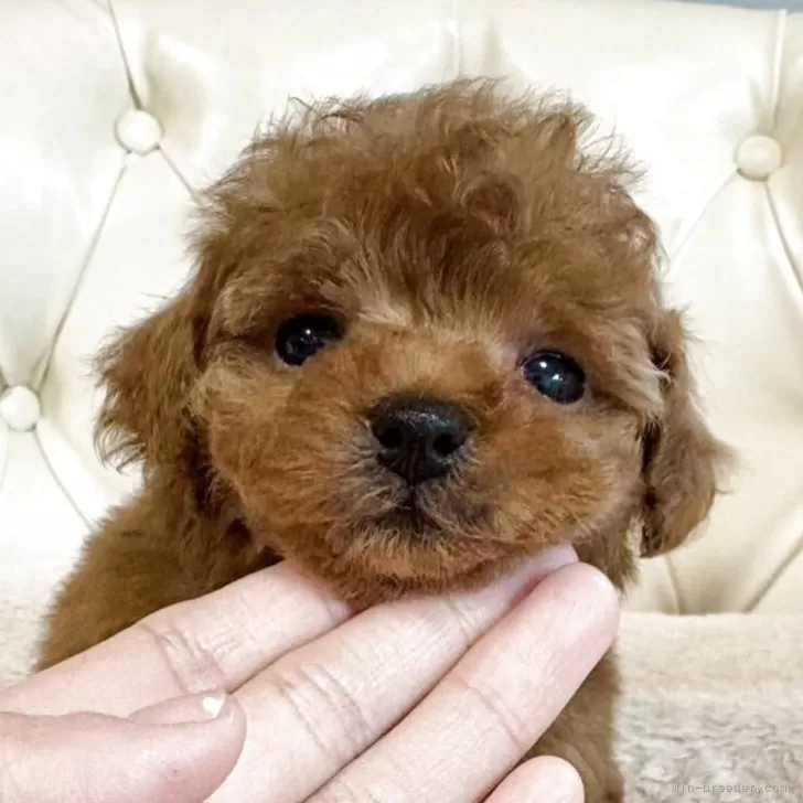 タイニープードル【香川県・女の子・2025年10月19日・レッド】の写真1