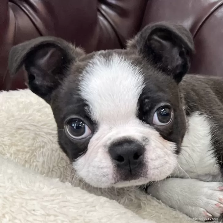 ID:2412-07551の子犬