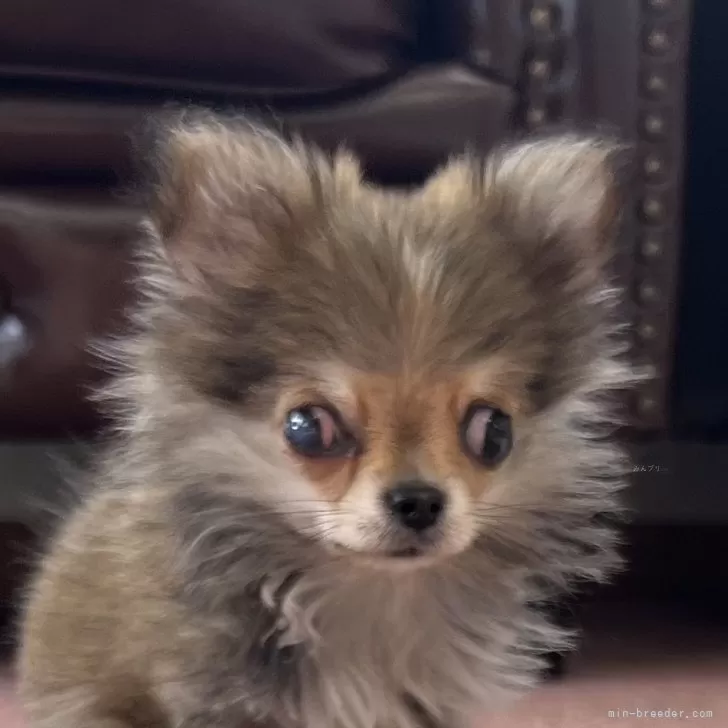 ID:2501-00012の子犬