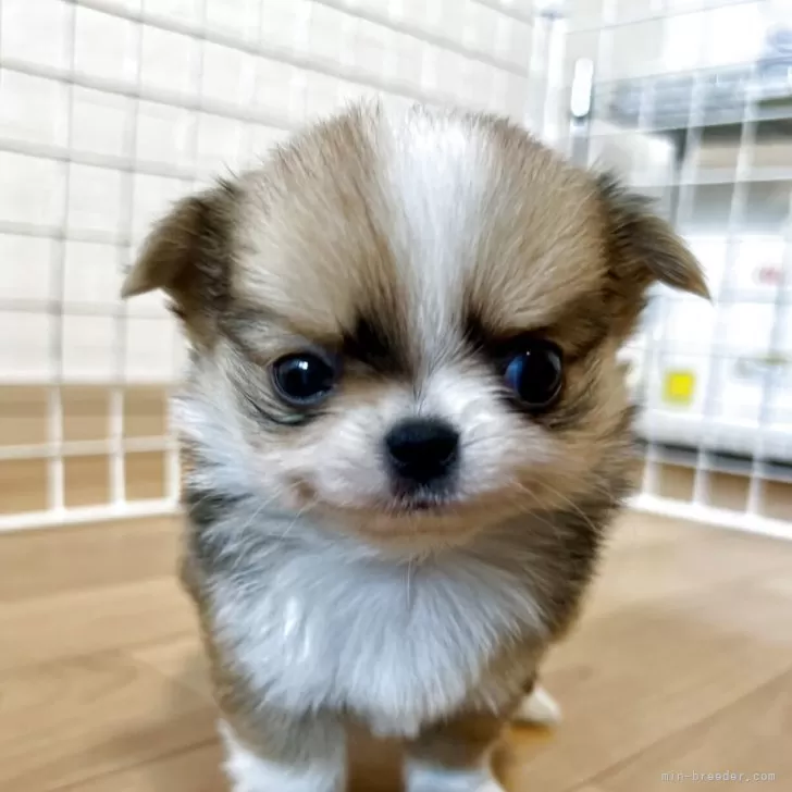 マサ 様のお迎えした子犬
