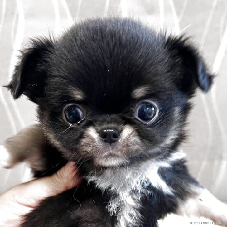 ブリーダー画像