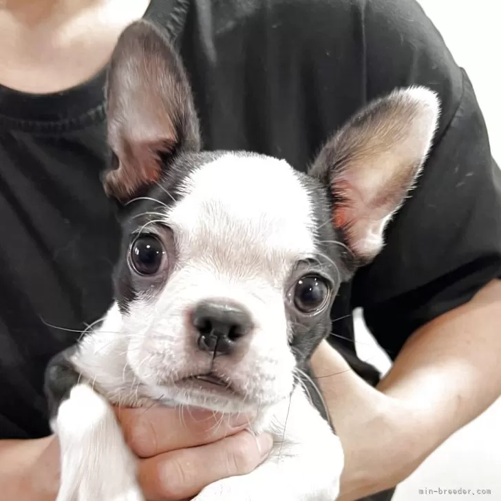 H.M 様のお迎えした子犬