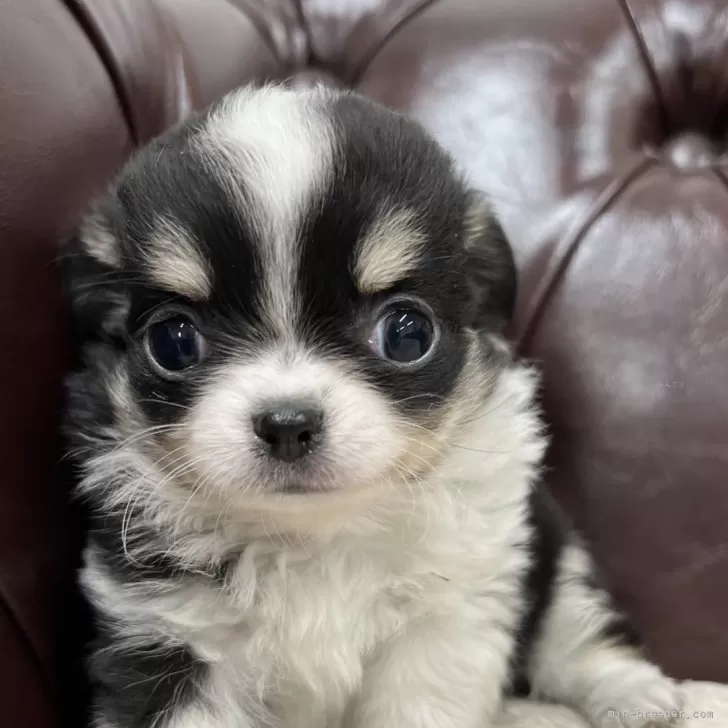ID:2412-07591の子犬