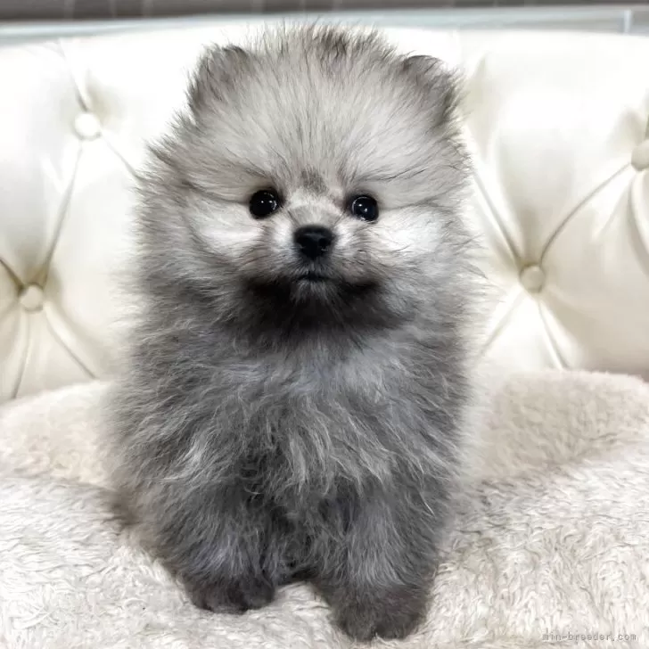 ID:2508-02635の子犬