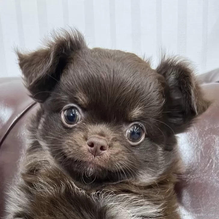 ID:2412-05074の子犬