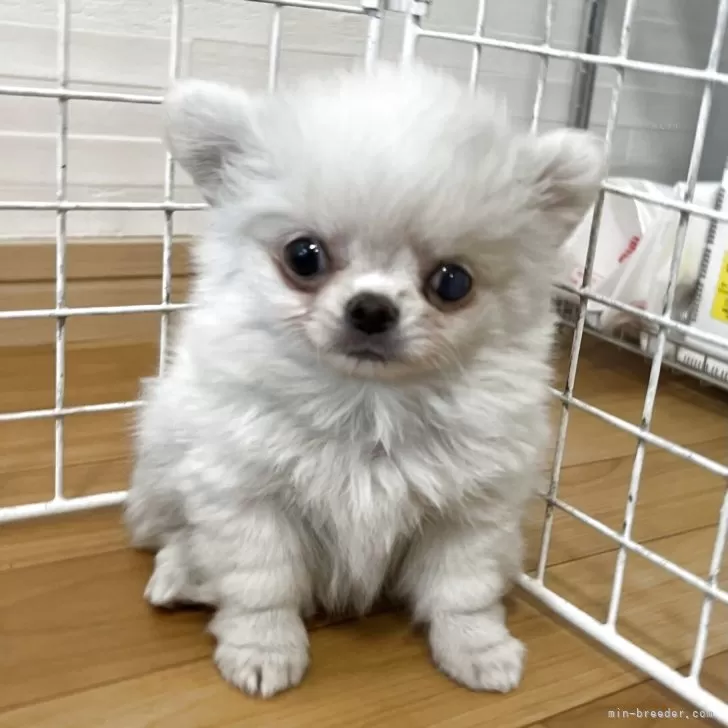 ID：2507-05830の子犬