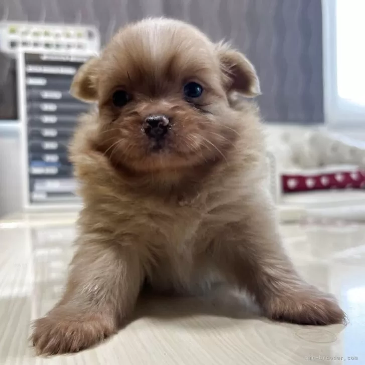 ID：2509-05081の子犬