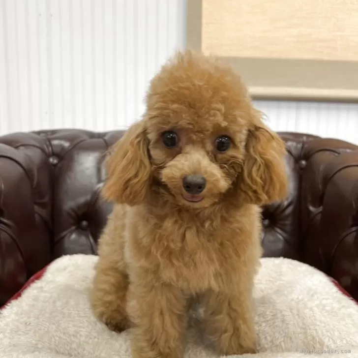 LEO 様のお迎えした子犬