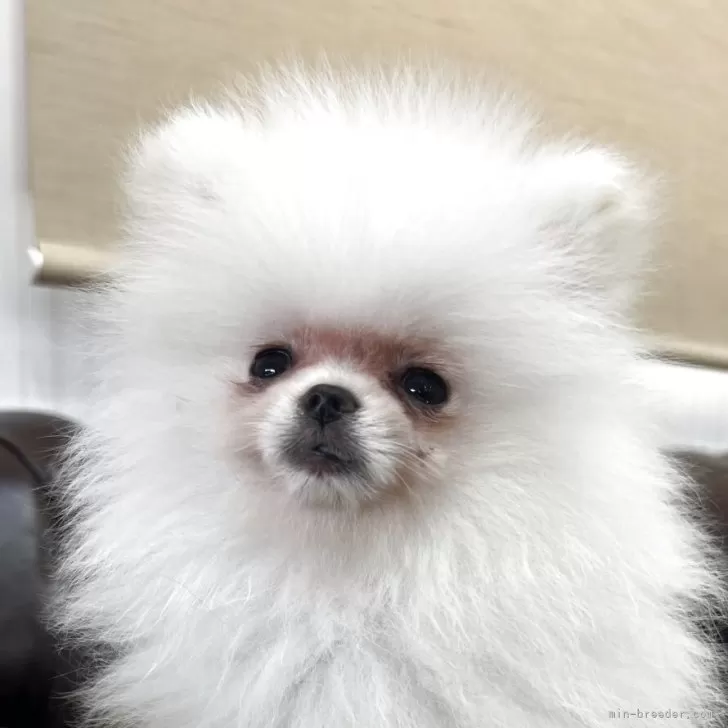 ID：2504-06889の子犬