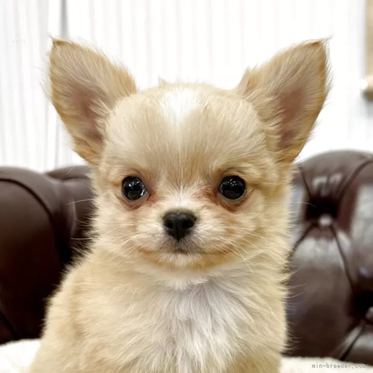 ID：2504-05871の子犬