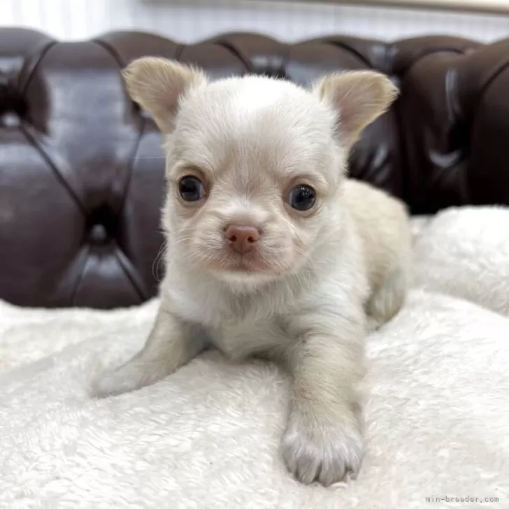 ID：2503-08149の子犬