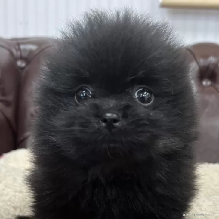ID:2503-00396の子犬