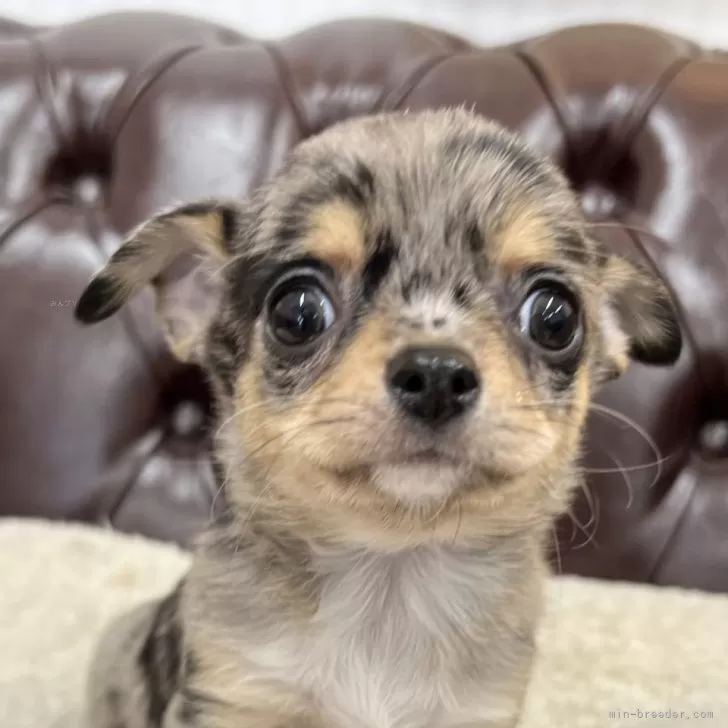 ID:2501-01529の子犬