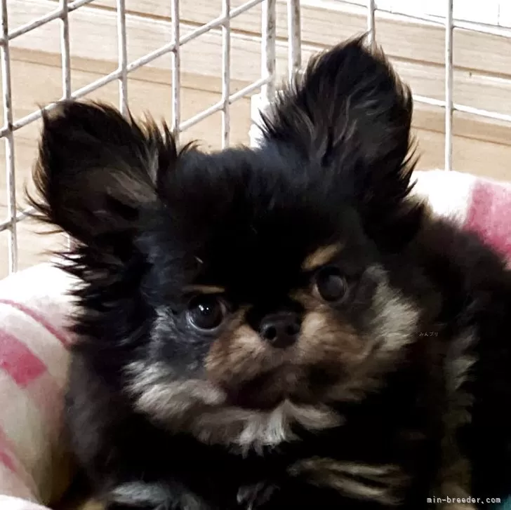 ID：2505-03081の子犬