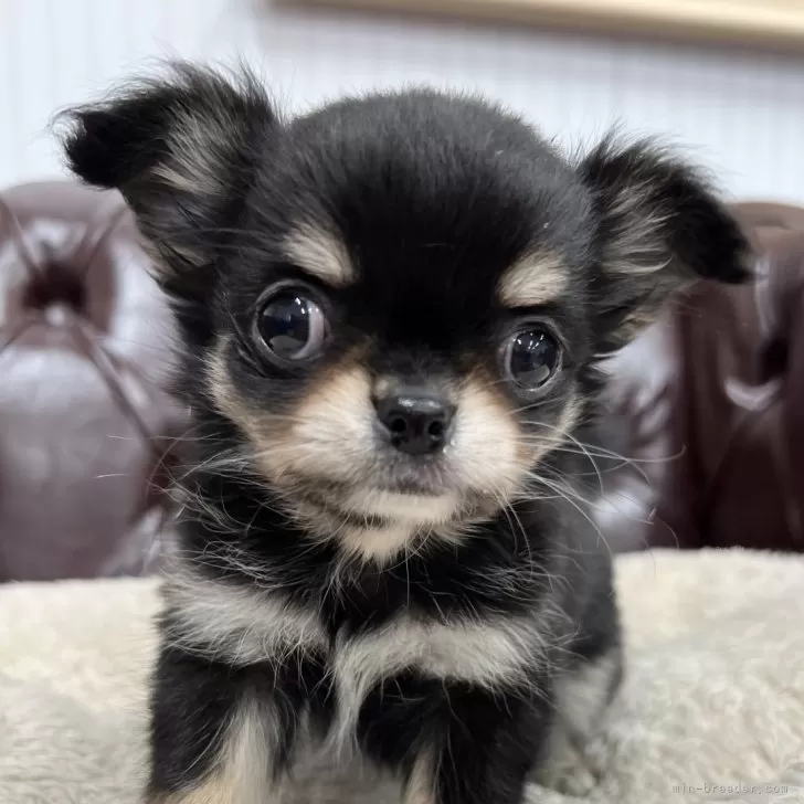 ID:2412-07592の子犬