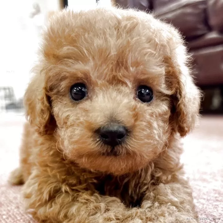 Y.M 様のお迎えした子犬