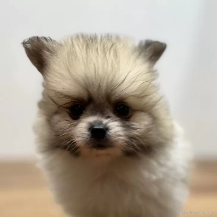 ID:2502-05611の子犬