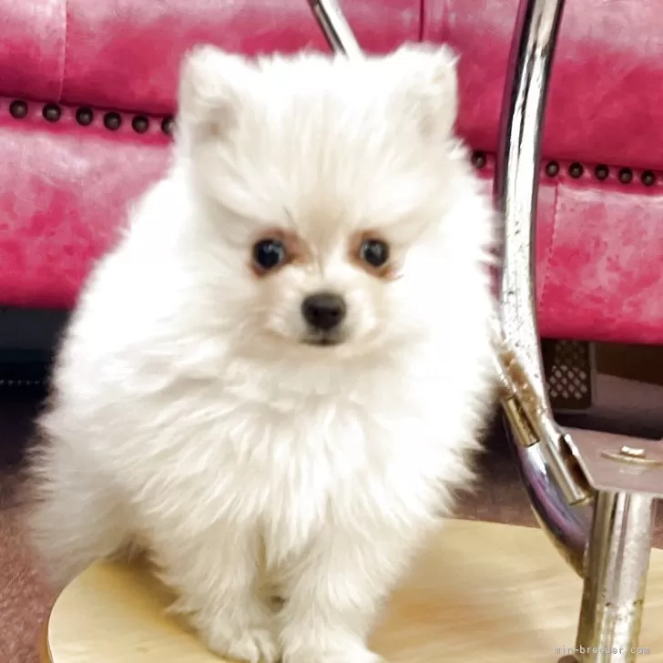 ID:2507-02931の子犬