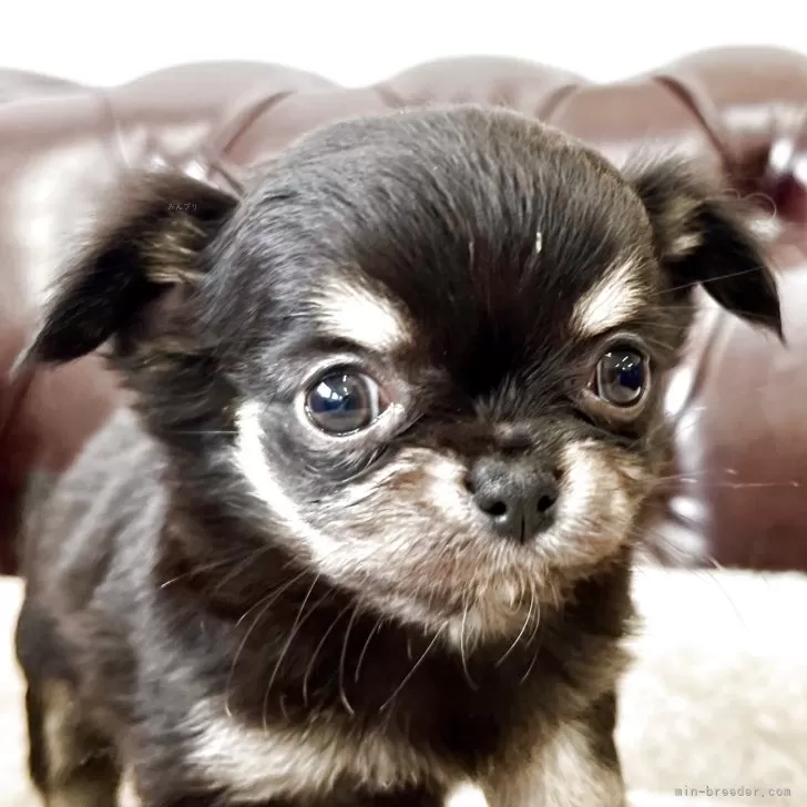 ID:2504-05889の子犬